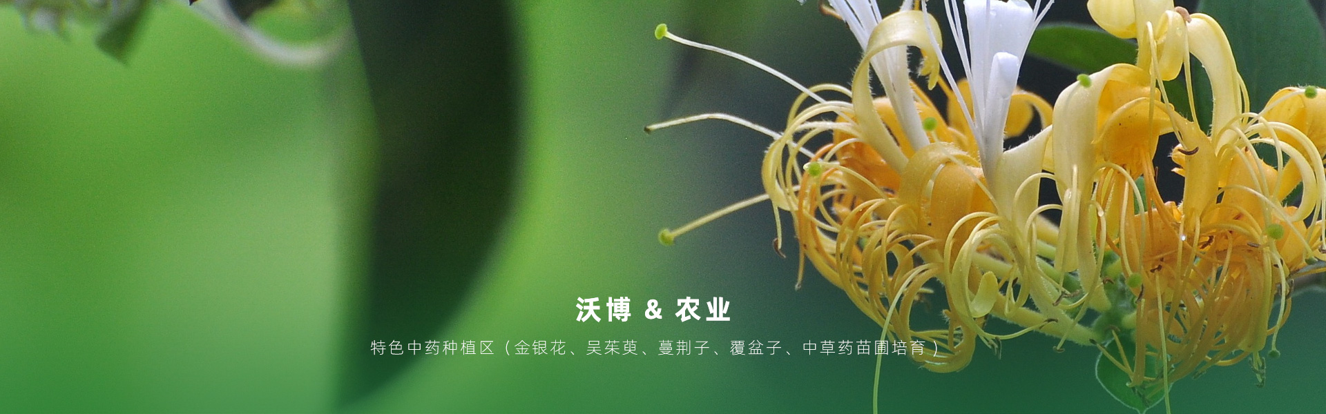 主要提供農(nóng)業(yè)親子樂(lè)園旅游、江西中藥種植、江西樂(lè)平鮮果采摘體驗(yàn)、江西夏令營(yíng)研學(xué)、江西戶(hù)外拓展、江西旅游打卡、江西水上樂(lè)園游艇、江西沃博VR科技科普等服務(wù)項(xiàng)目。